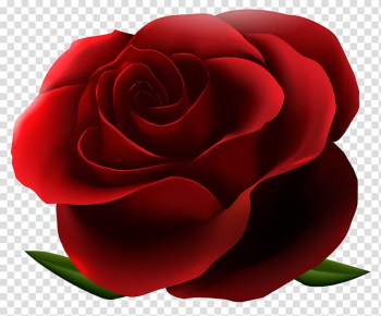 Rose Flower , rose flower transparent background PNG clipart Rose Flower , rose flower transparent background PNG clipart
