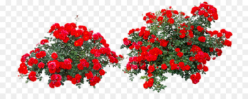 Rose Flower Shrub - Red rose bushes Rose Flower Shrub - Red rose bushes