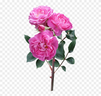 Rose, Flower, Stem Deep Pink Blooms - Flowers Rose Plant Png Rose, Flower, Stem Deep Pink Blooms - Flowers Rose Plant Png