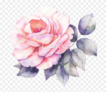 Rose Flower Watercolor - Monteil Rose Skin Creme Rose Flower Watercolor - Monteil Rose Skin Creme