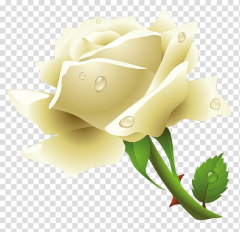 Rose Flower , White Rose Flower White Rose transparent background PNG clipart