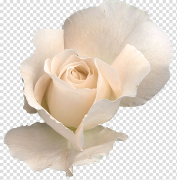 Rose Flower , White Rose transparent background PNG clipart