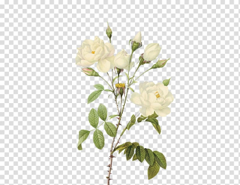 Rose Flower , White roses transparent background PNG clipart