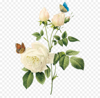 Rose Flower White - White rose PNG image, flower white rose PNG picture 