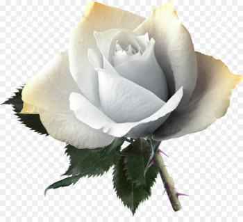 Rose Flower Yellow Pink - White Rose Pictures Rose Flower Yellow Pink - White Rose Pictures