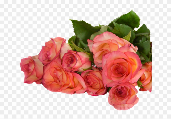 Rose, Flowers, Nature, Transparent Background - Plants And Flowers Transparent Background