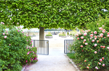 Rose garden in the Jardin des Plantes in Paris - path with the opened...