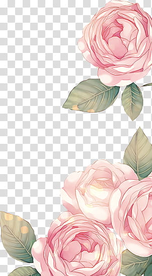 Rose Garden, pink rose flowers transparent background PNG clipart