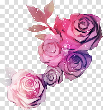 Rose Garden, pink rose illustration transparent background PNG clipart