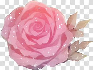 Rose Garden, pink rose illustration transparent background PNG clipart