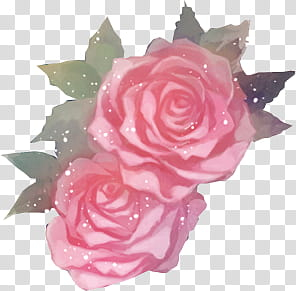 Rose Garden, pink rose painting transparent background PNG clipart