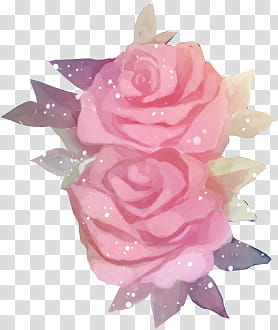 Rose Garden, two pink roses illustration transparent background PNG clipart