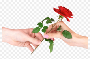 Rose Hand - Rose Hand Rose Hand - Rose Hand