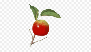 Rose Hip Rose Hip
