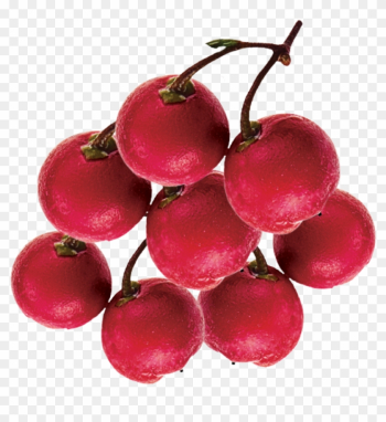 Rose Hip Rose Hip