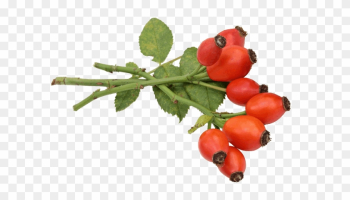 Rose Hip Rose Hip