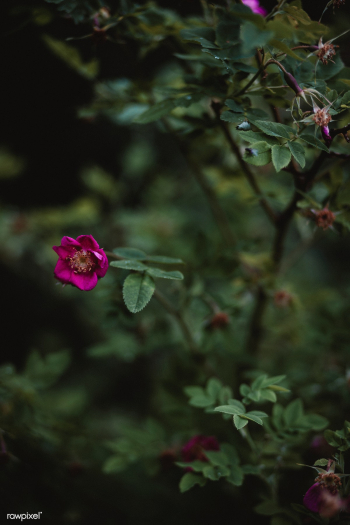 Rose hip blossoming | Free public domain photo - 444804 Rose hip blossoming | Free public domain photo - 444804