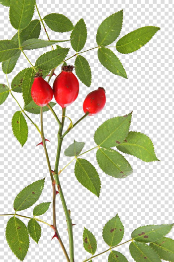 Rose hip Dog-rose Alpine Rose Thorns, spines, and prickles, Free fresh rose hips to pull material transparent background PNG clipart