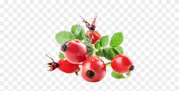 Rose Hip Fruit Rose Hip Fruit