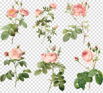 Rose illustration, Garden roses Centifolia roses MacBook Air Floral design Flowerpot, Pink flowers transparent background PNG clipart