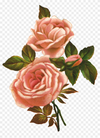 Rose Illustration - Photo - Vintage Roses Clip Art Rose Illustration - Photo - Vintage Roses Clip Art