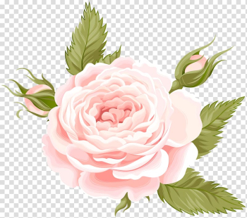 Rose illustratoin, Garden roses Centifolia roses , Rose Deco transparent background PNG clipart