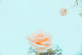 Rose In Bloom Rose In Bloom