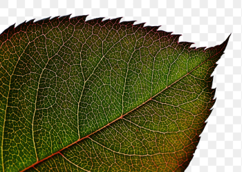 Rose leaf png sticker, | Free PNG - rawpixel Rose leaf png sticker, | Free PNG - rawpixel