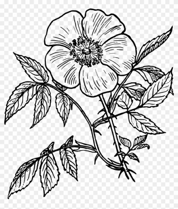 Rose Line Drawing - Day Of The Dead Flower Drawings Rose Line Drawing - Day Of The Dead Flower Drawings