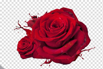 Rose Love Red High-definition television , Rose transparent background PNG clipart Rose Love Red High-definition television , Rose transparent background PNG clipart