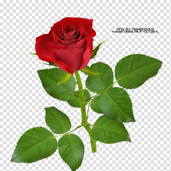 Rose made, red rose with text overlay transparent background PNG clipart