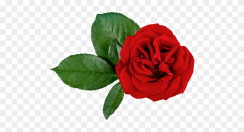 Rose Medicinal Uses Rose Medicinal Uses