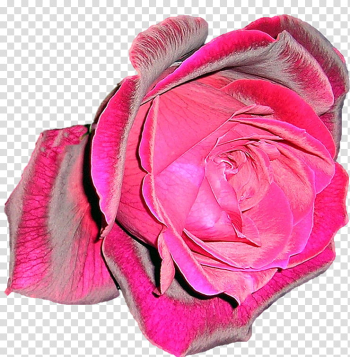 Rose mr lincoln transparent background PNG clipart