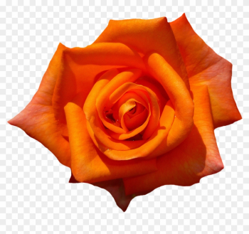 Rose, Orange, Blossom, Bloom, Flower, Orange Roses - Orange Rose Transparent Background Rose, Orange, Blossom, Bloom, Flower, Orange Roses - Orange Rose Transparent Background