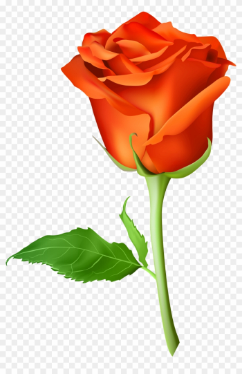 Rose Orange Transparent Png Clip Art Image - Rose Orange Png