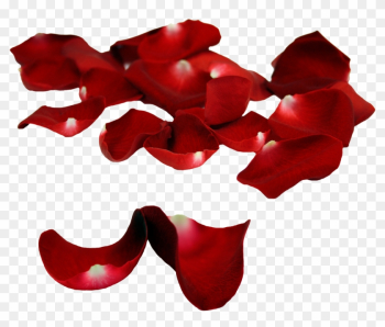 Rose Patals On Floor - Rose Petal