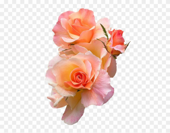 Rose Petal Clipart Transpa Background - Peach Rose Transparent Background Rose Petal Clipart Transpa Background - Peach Rose Transparent Background