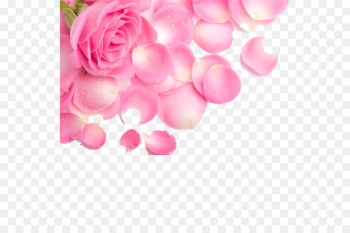 Rose Petal Flower Pink Wallpaper - Rose petal Rose Petal Flower Pink Wallpaper - Rose petal