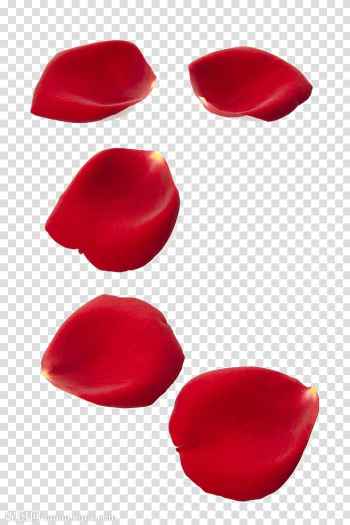 Rose Petal , Rose petal transparent background PNG clipart Rose Petal , Rose petal transparent background PNG clipart