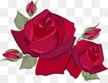 Rose Petal Stock photography Flower stock.xchng - Red rose petals image 