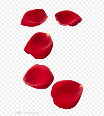 Rose Petal Stock photography Shutterstock Clip art - Rose petal 