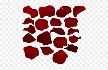 Rose Petal Transparent Background Rose Petal Transparent Background