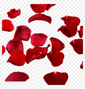 Rose Petals Falling Material - Rose Petals Falling Clipart Rose Petals Falling Material - Rose Petals Falling Clipart