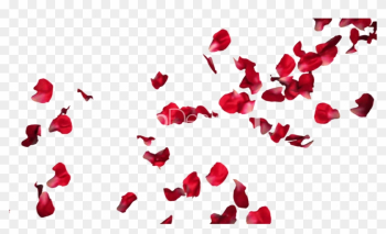 Rose Petals Png Pic - Red Roses Petals Png Rose Petals Png Pic - Red Roses Petals Png