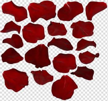 Rose petals, red flower petals lot transparent background PNG clipart Rose petals, red flower petals lot transparent background PNG clipart