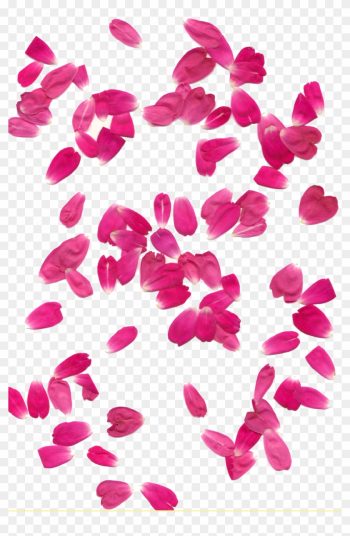 Rose Petals Transparent Background - Pink Rose Leaf Png