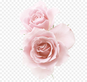Rose Pink Flower - Champagne red flower Rose Pink Flower - Champagne red flower