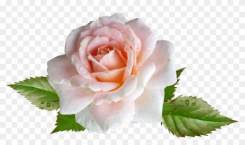 Rose, Pink, Flower, Rain Drops - Rose Rose, Pink, Flower, Rain Drops - Rose