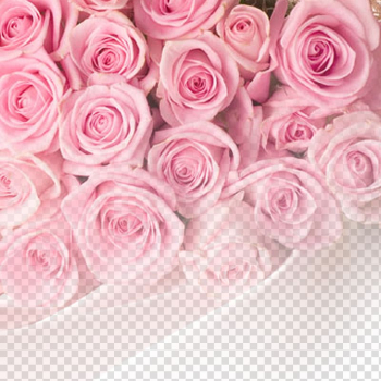 Rose Pink Flower , Rose background transparent background PNG clipart Rose Pink Flower , Rose background transparent background PNG clipart