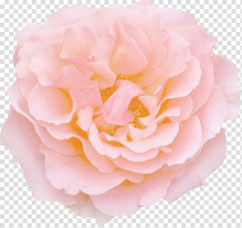 Rose Pink flowers Color, rose transparent background PNG clipart Rose Pink flowers Color, rose transparent background PNG clipart